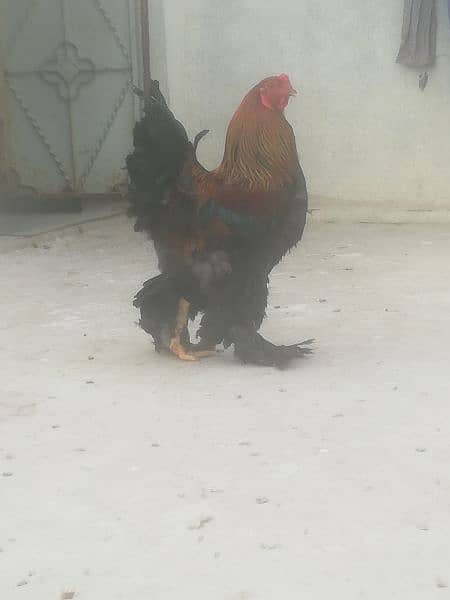 Gold Partridge Brahma Male & female for sale /Hens for sale 9