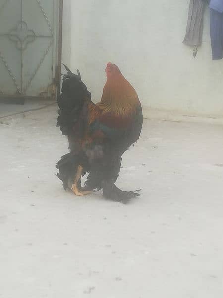 Gold Partridge Brahma Male & female for sale /Hens for sale 10