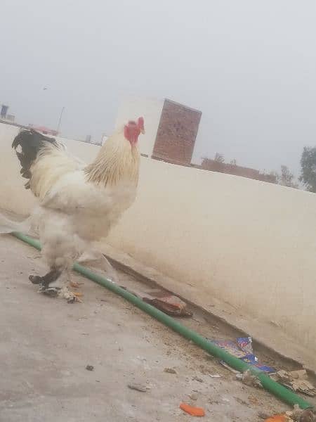 Gold Partridge Brahma Male & female for sale /Hens for sale 11
