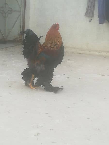 Gold Partridge Brahma Male & female for sale /Hens for sale 12