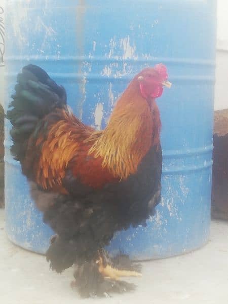 Gold Partridge Brahma Male & female for sale /Hens for sale 13