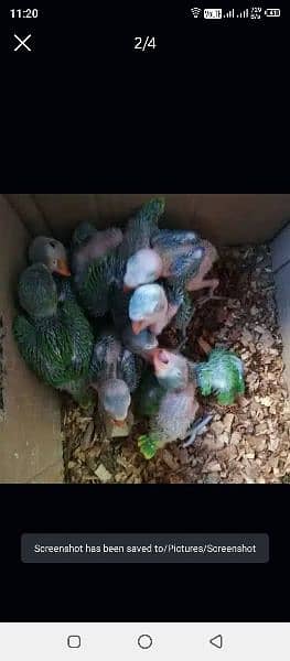 ringneck babies age 65 days 0