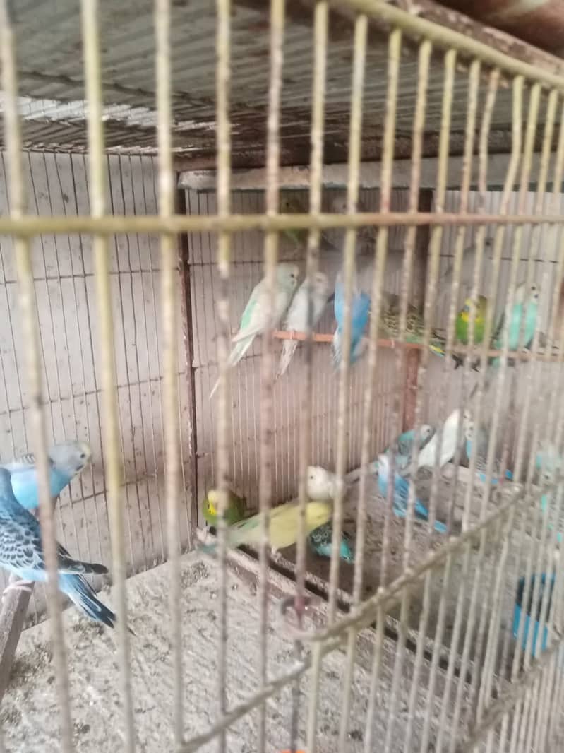 Badgie Pathe Chiks Fully Healthy And Active 2
