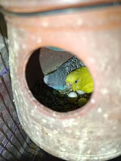 Australian bird for sale pair best pair breeder pair