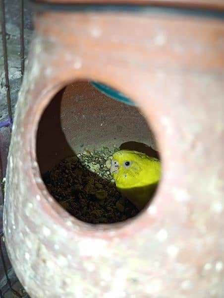 Australian bird for sale pair best pair breeder pair 1