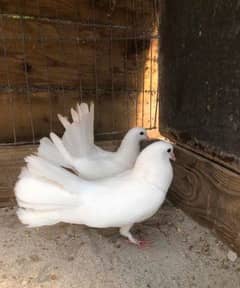 breedr english fantail pairs for sale 0
