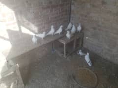 wehshi pigeons 15 pieces 03004855501 only call 0