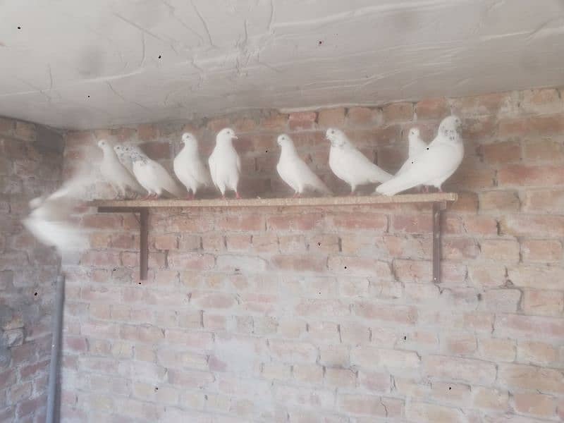 wehshi pigeons 15 pieces 03004855501 only call 1