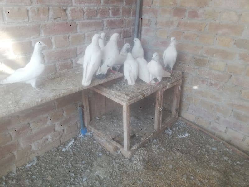 wehshi pigeons 15 pieces 03004855501 only call 2