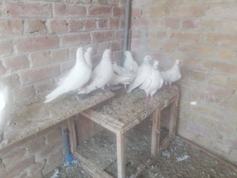 wehshi pigeons 15 pieces 03004855501 only call 3