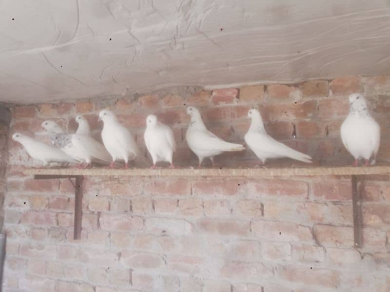 wehshi pigeons 15 pieces 03004855501 only call 4