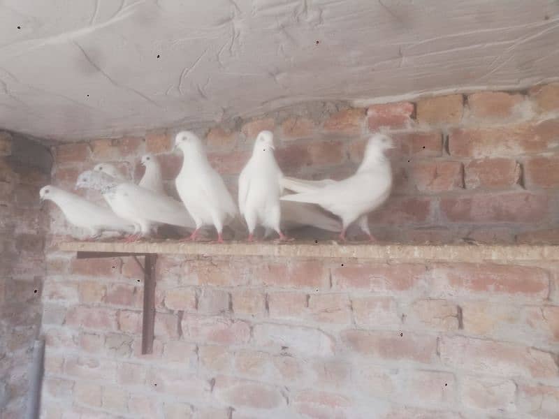 wehshi pigeons 15 pieces 03004855501 only call 5