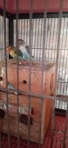 birds and cage 03081876956