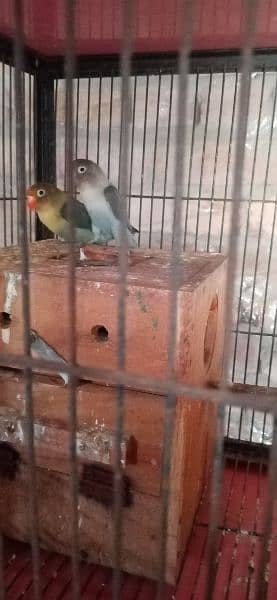 birds and cage 03081876956 0