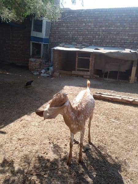 Pure Breed Goat for sale 2