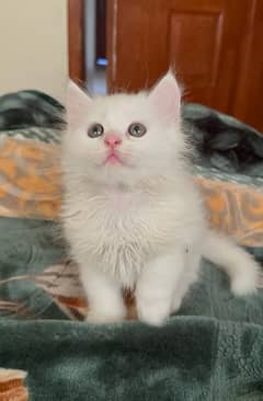 Persian triple coated kitten hazel eyes