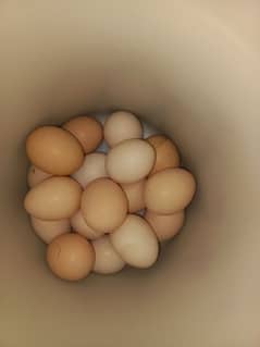 Australorp Eggs