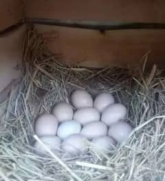Fertile aseel and Desi eggs available. . 0