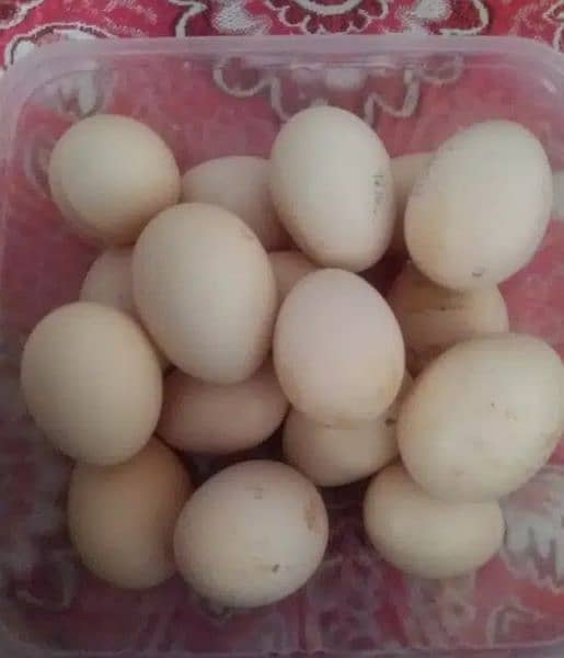 Fertile aseel and Desi eggs available. . 1