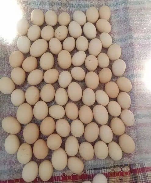 Fertile aseel and Desi eggs available. . 2