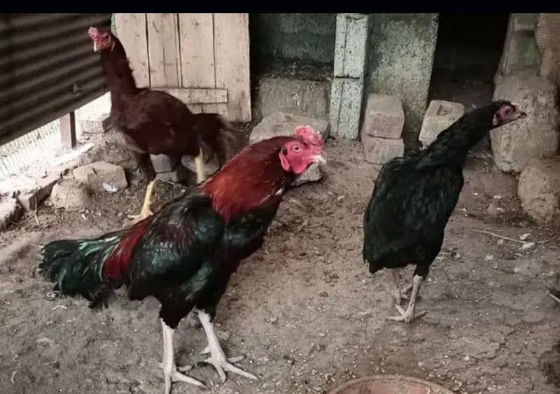 Fertile aseel and Desi eggs available. . 4