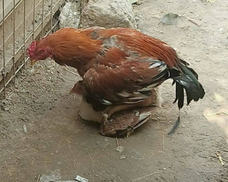 Fertile aseel and Desi eggs available. . 5