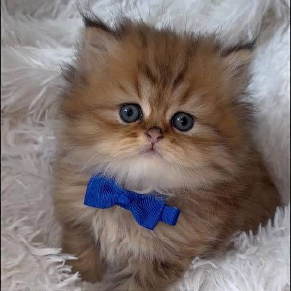 PLAYFUL CUTE PERSIAN KITTENS Available 1