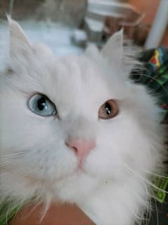 persian cat tripple coat odd eyes white colour nuetred male litter tr