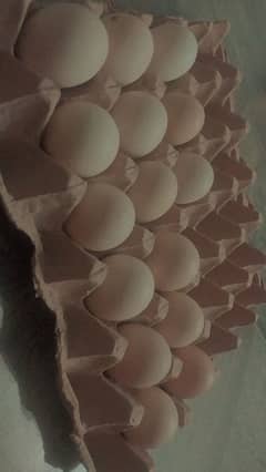 Desi eggs available )Aseel, plymouth, and Desi eggs (goldn mesri