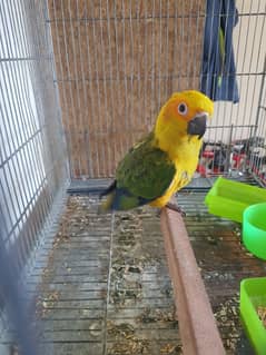 2 Sun-Conure Chicks for Sale ( fully self) Hand Tammed and Fly Tammed