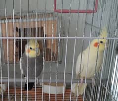 Cocktail Common White Red Eyes Breeder Pair