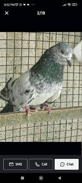 Kabli pigeons.  High quality. 5