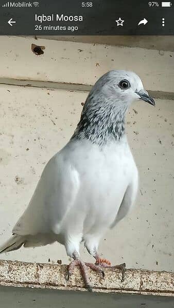 Kabli pigeons.  High quality. 8