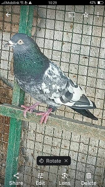 Kabli pigeons.  High quality. 10