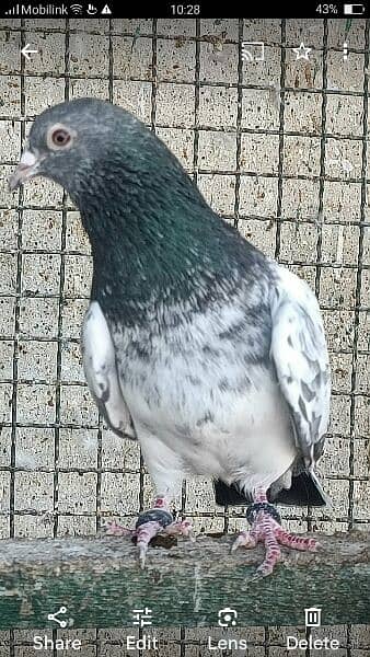 Kabli pigeons.  High quality. 11