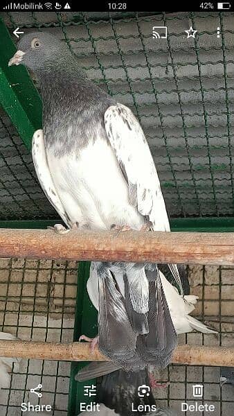 Kabli pigeons.  High quality. 12