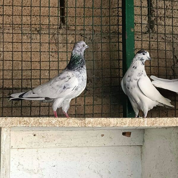 Kabli pigeons.  High quality. 13