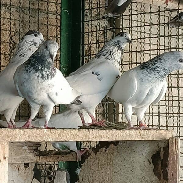 Kabli pigeons.  High quality. 14