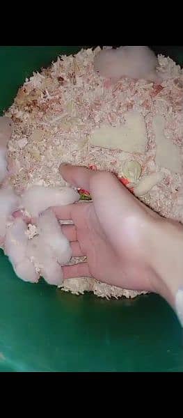 Hamster Babies handtame each 1500 4