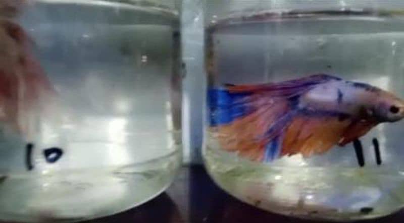 Betta fish 2