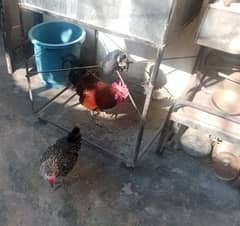 3 hen and 2 cock
