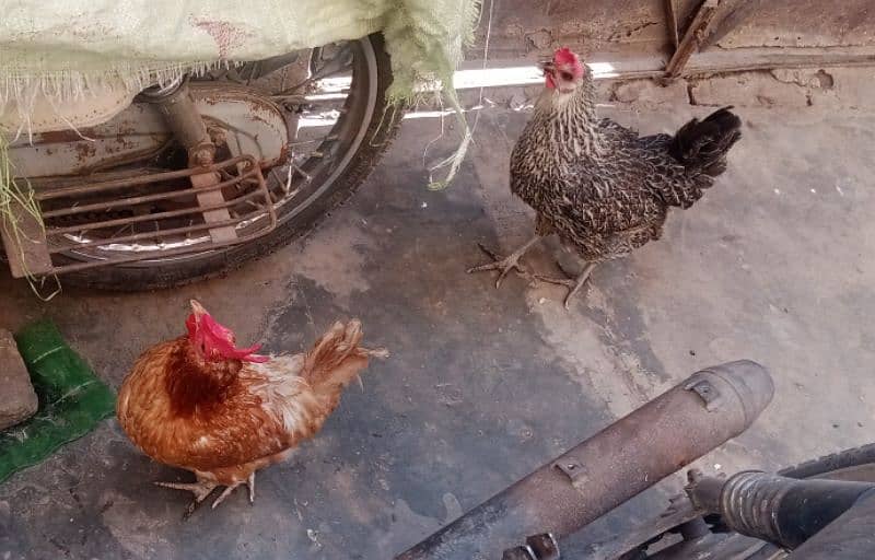 3 hen and 2 cock 1