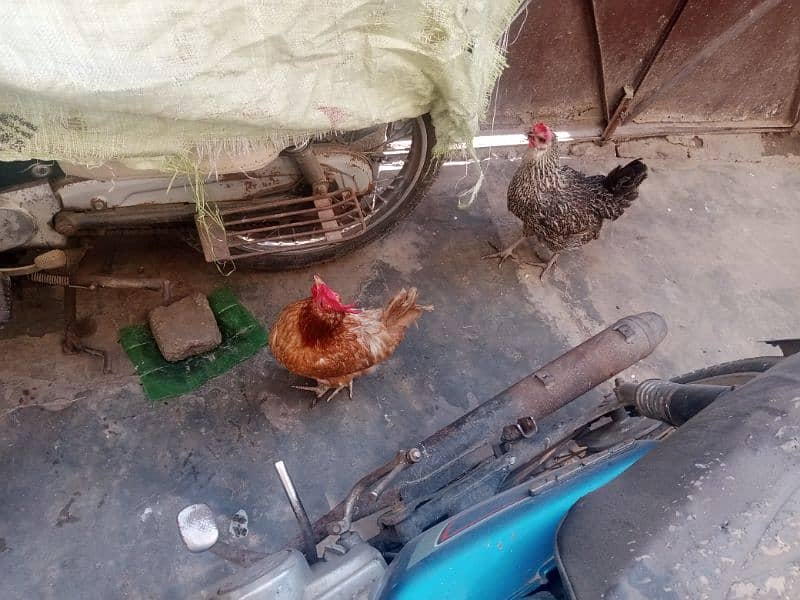 3 hen and 2 cock 3