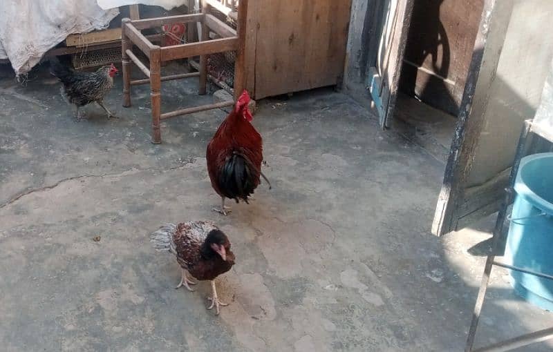 3 hen and 2 cock 5