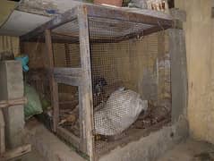 Wood Cage for Sale 0