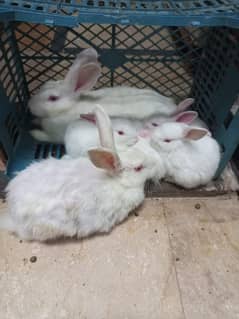 Rabbit Pair For Sale Only Pair
