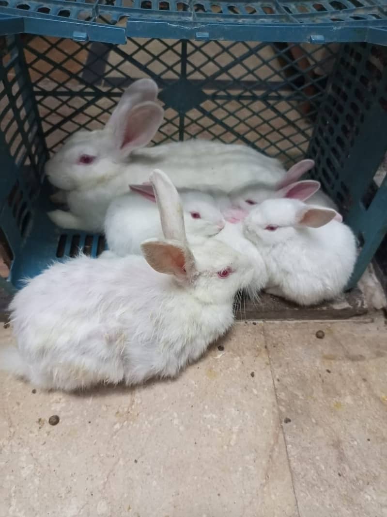 Rabbit Pair For Sale Only Pair 0