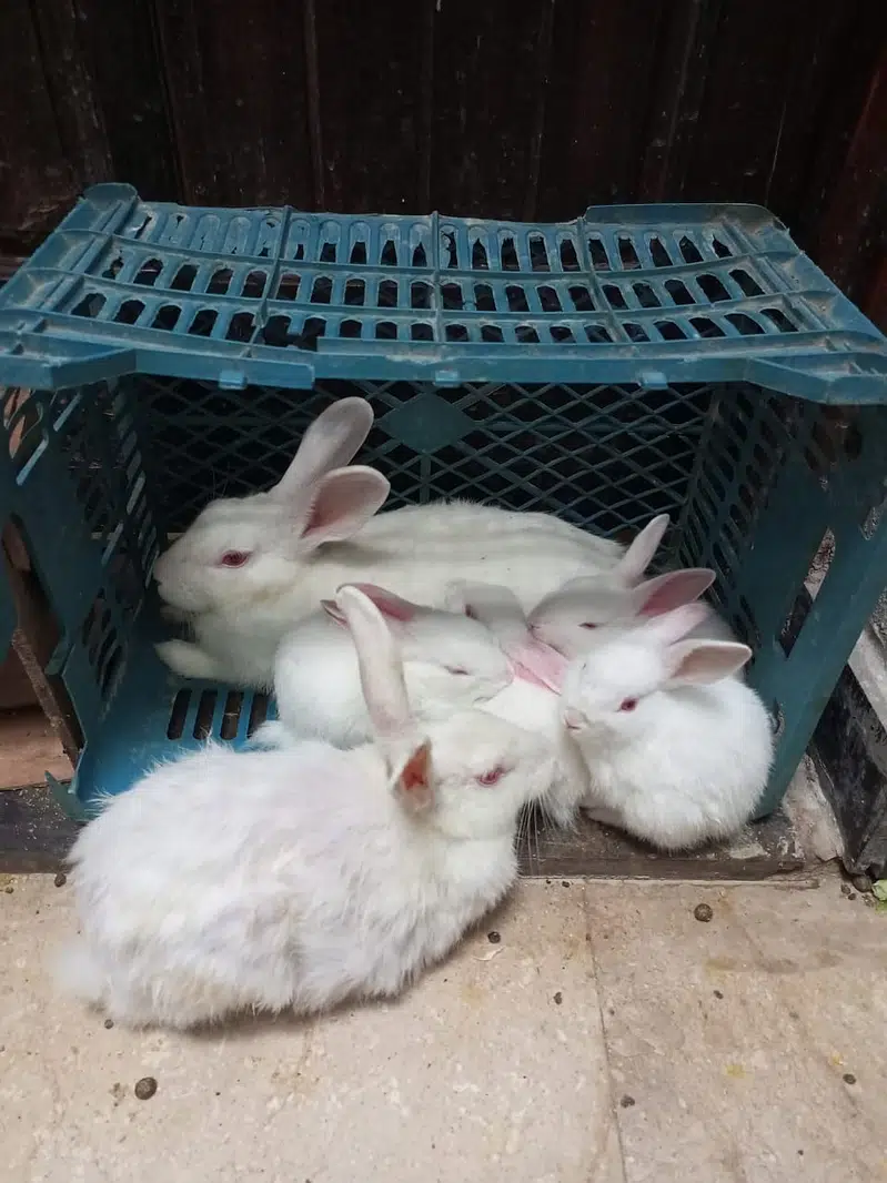 Rabbit Pair For Sale Only Pair — photo 2