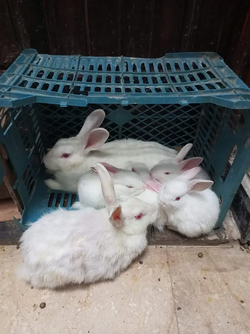 Rabbit Pair For Sale Only Pair — photo 3