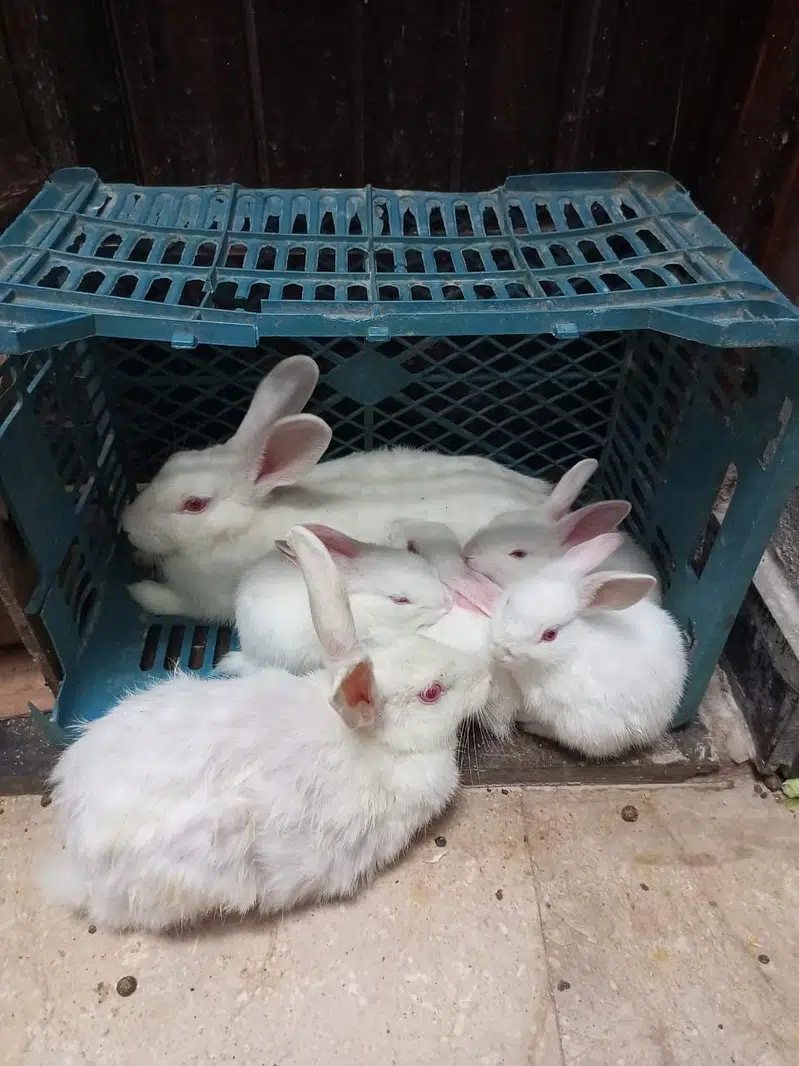 Rabbit Pair For Sale Only Pair — photo 4